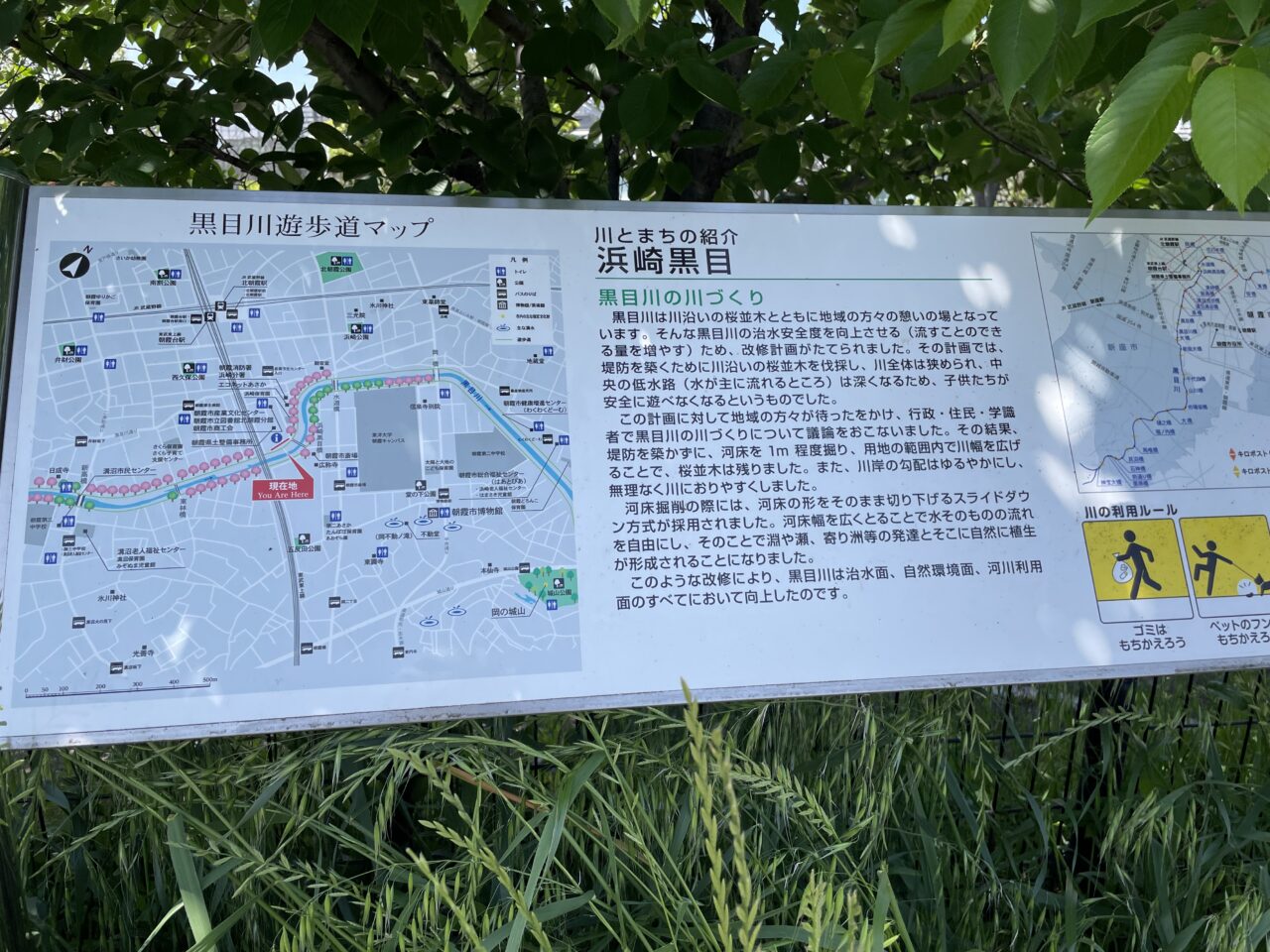 黒目川の川づくりの様子について書かれた看板