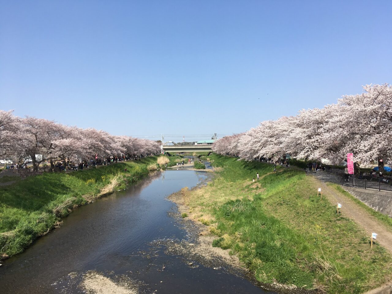 朝霞市内を流れる黒目川桜まつりの様子