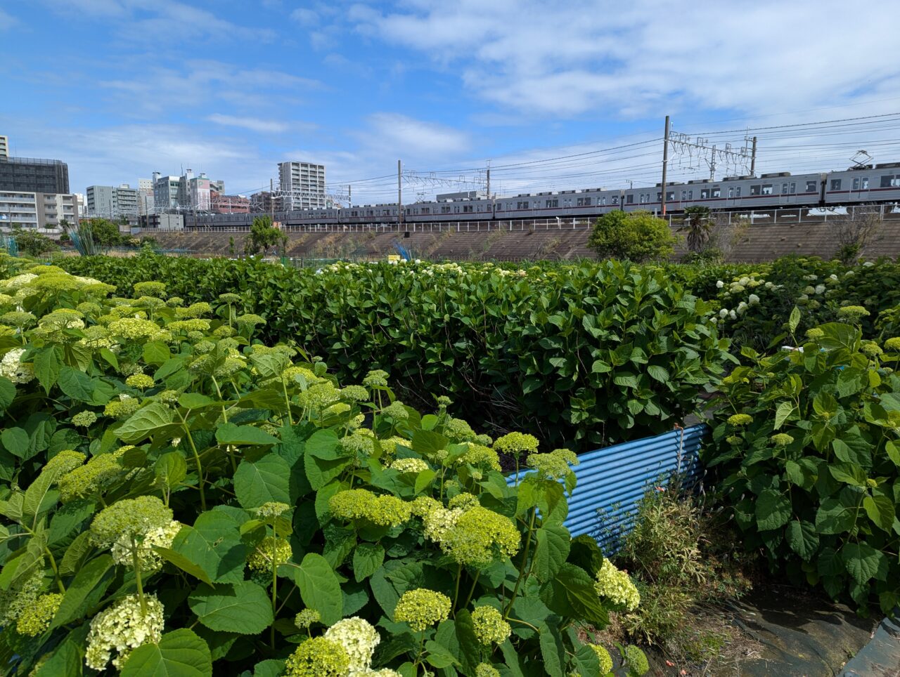 朝霞市黒目川沿いの浜崎黒目花広場の様子東武東上線が見える