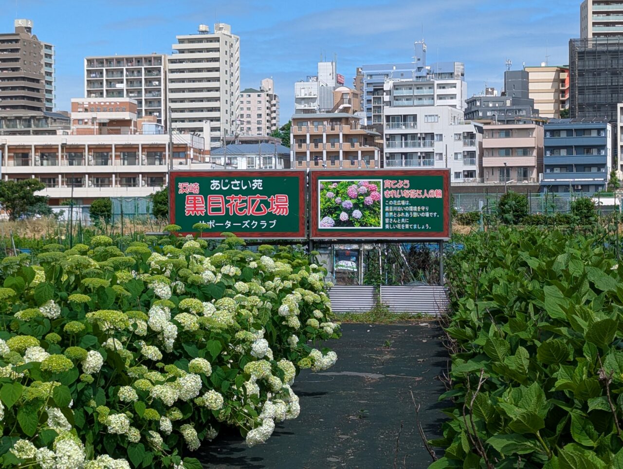 朝霞市黒目川側の浜崎黒目花広場あじさい苑の様子（R7年6月1日撮影）