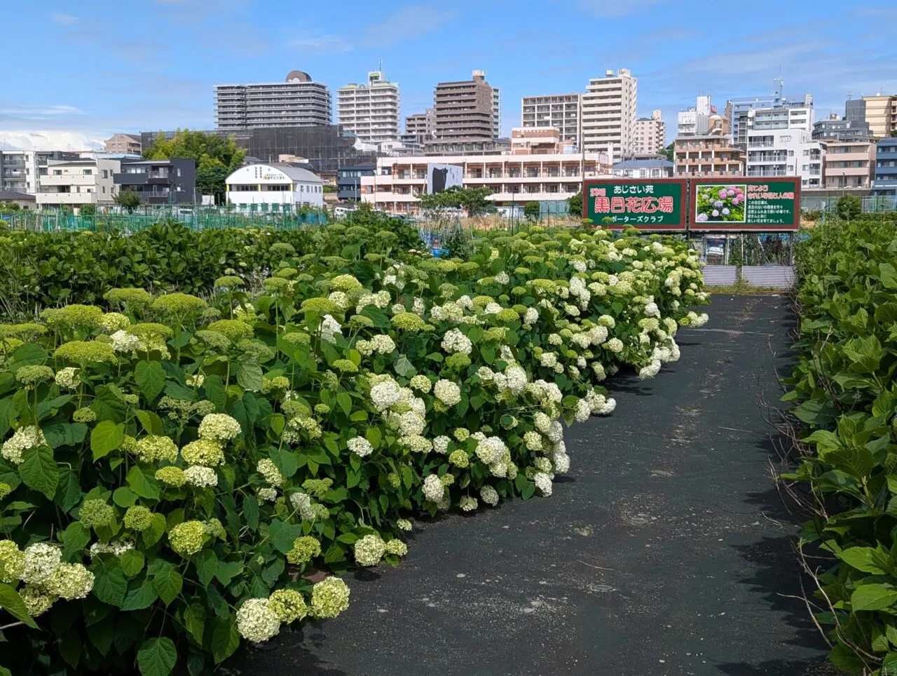 朝霞市黒目川そばの浜崎黒目花広場あじさい苑の様子R7年6月1日