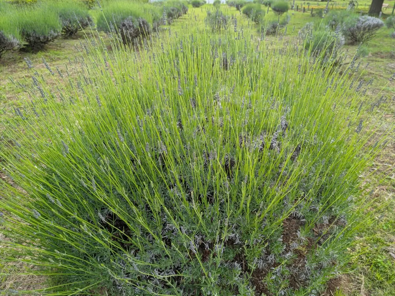 朝霞市わくわくドーム前にあるふれあい花壇のラベンダー