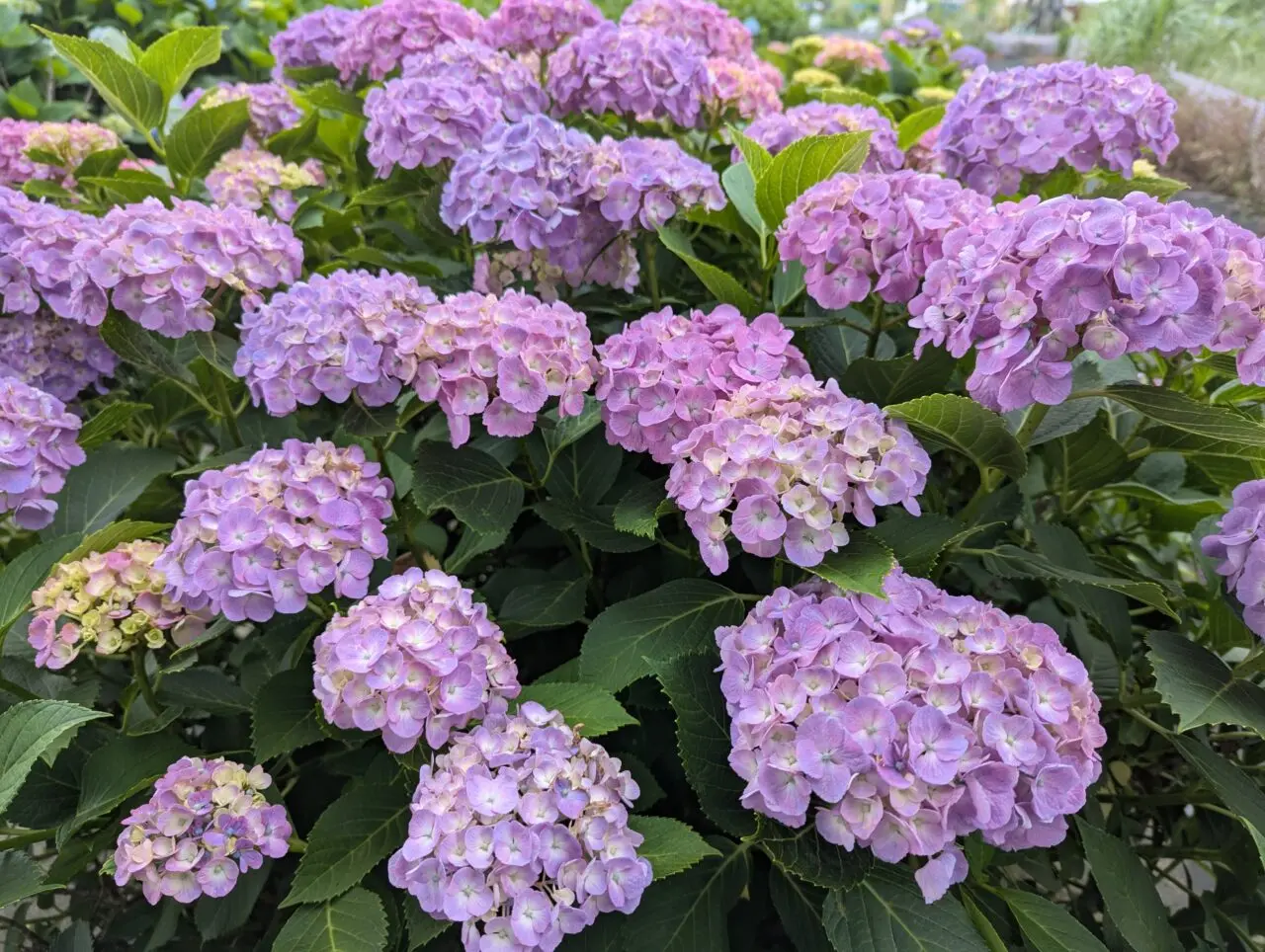 朝霞市黒目川沿いにある浜崎黒目花広場のあじさい