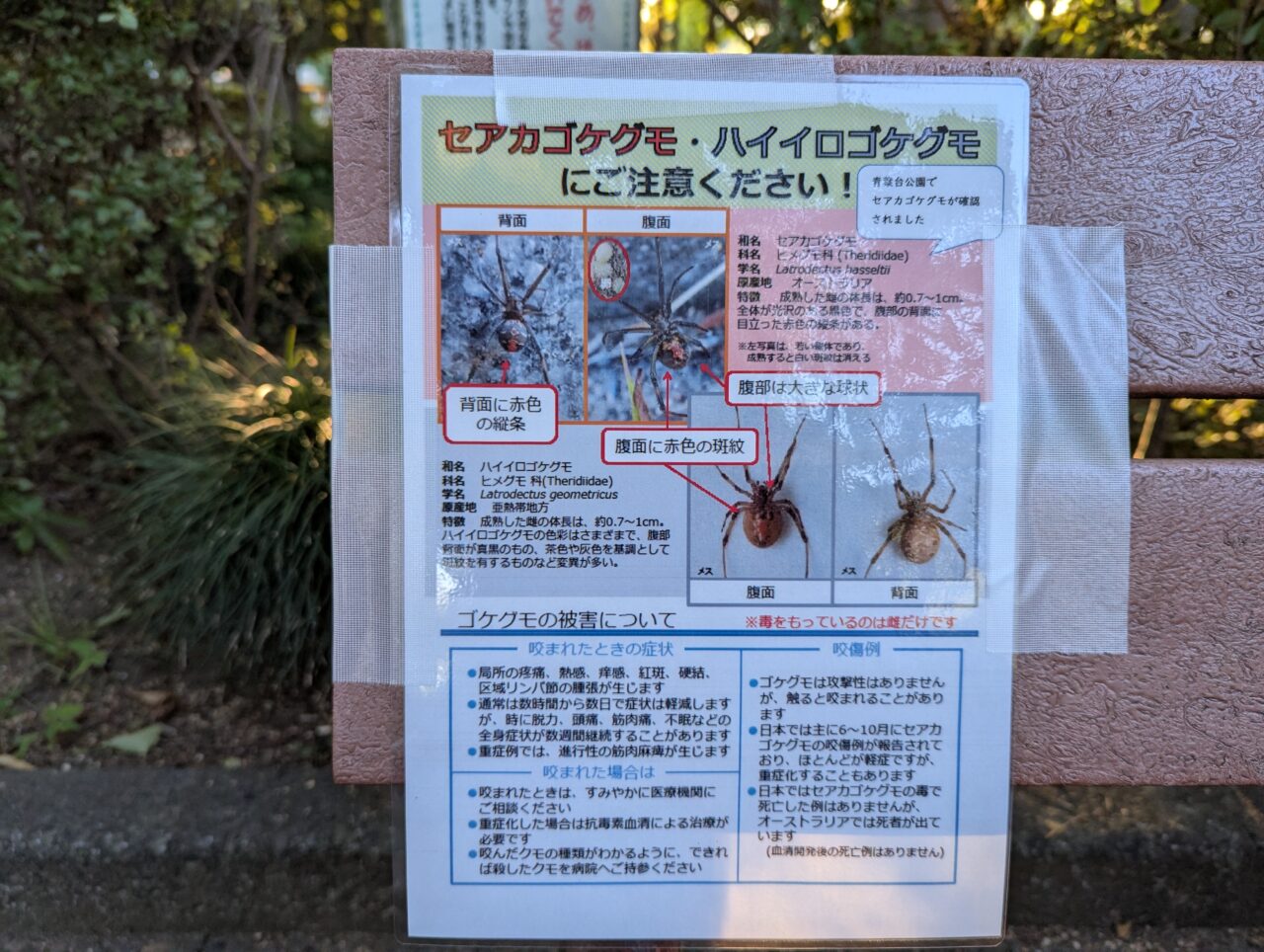 朝霞市青葉台公園で発見されたセアカゴケグモに関する注意喚起の告知