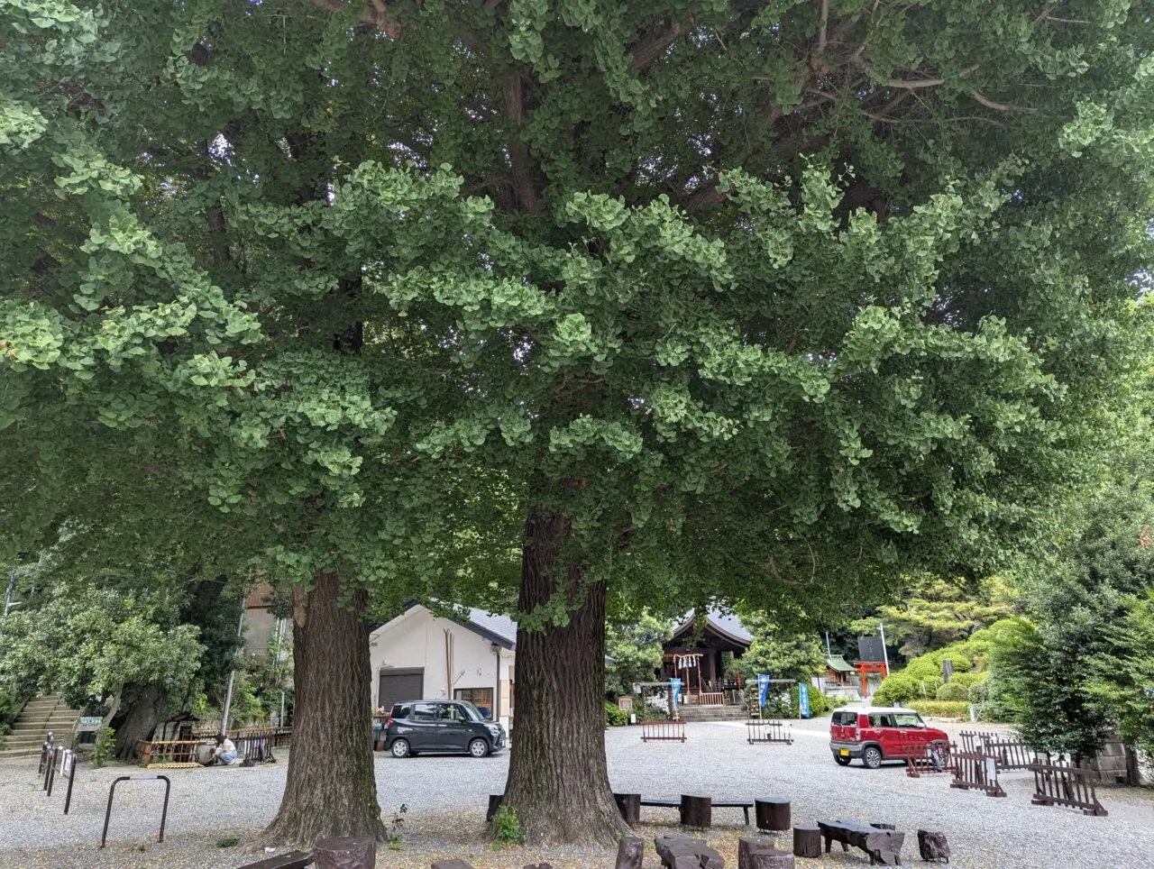 和光市白子にある武州白子熊野神社のイチョウの木