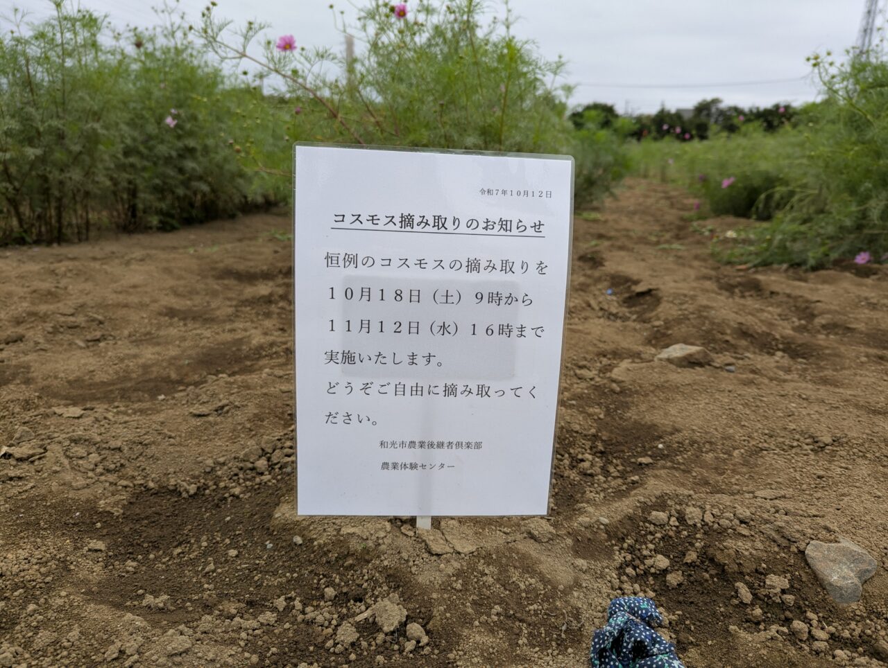 和光市新倉にあるコスモス畑のつみとり解禁の告知
