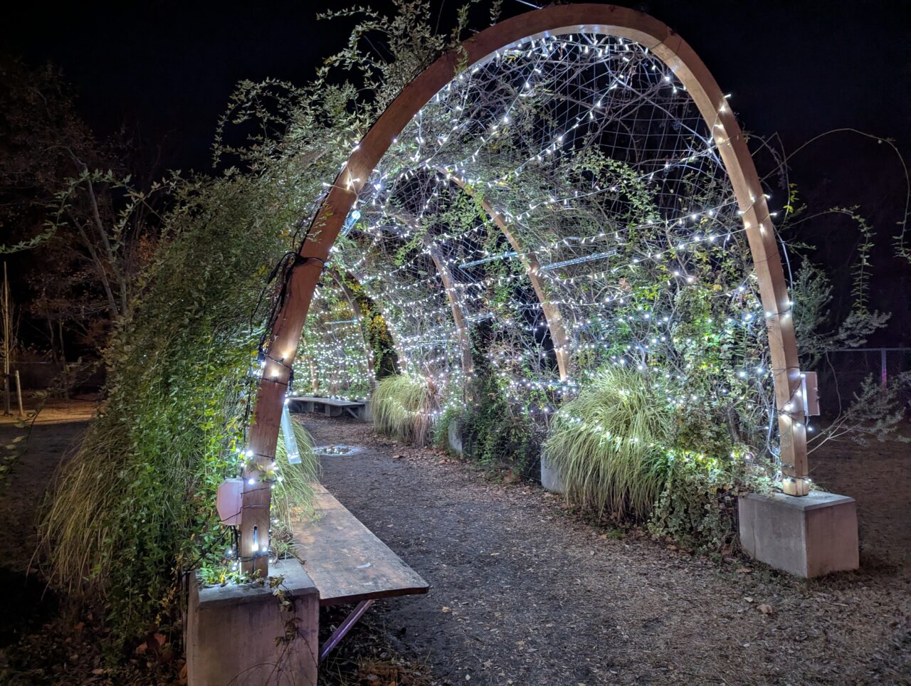 朝霞市シンボルロード周辺で行われている冬のあかりテラス2025のイルミネーションの様子