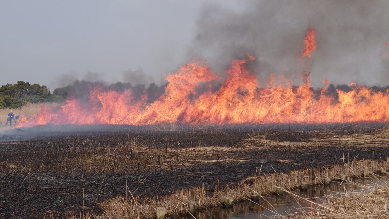 草焼きの様子