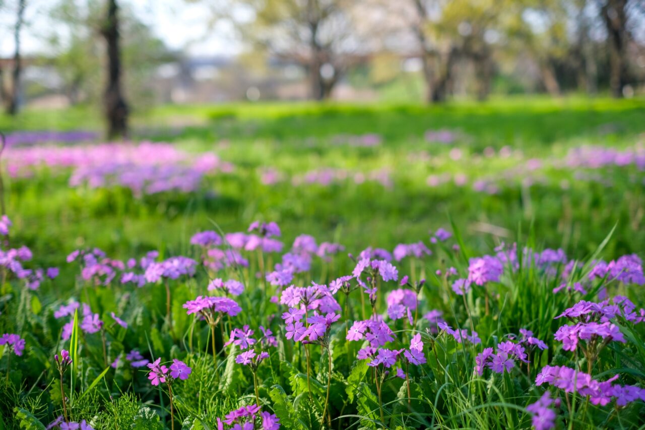 春に開花するサクラソウの様子