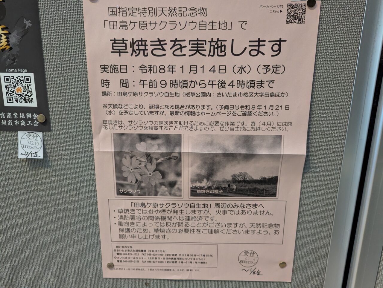 朝霞市が注意喚起しているサクラソウの草焼き