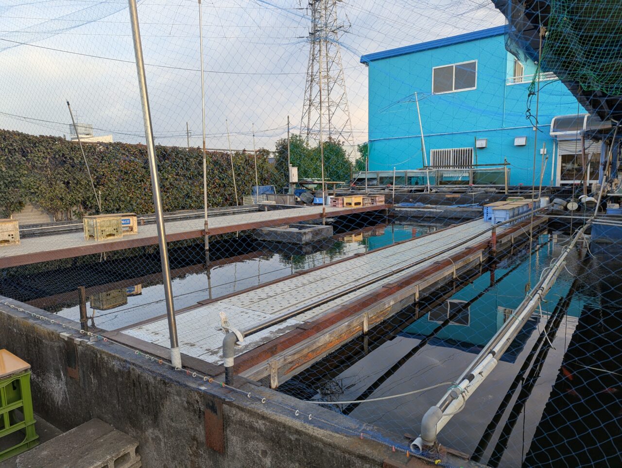 朝霞養魚場の釣り堀