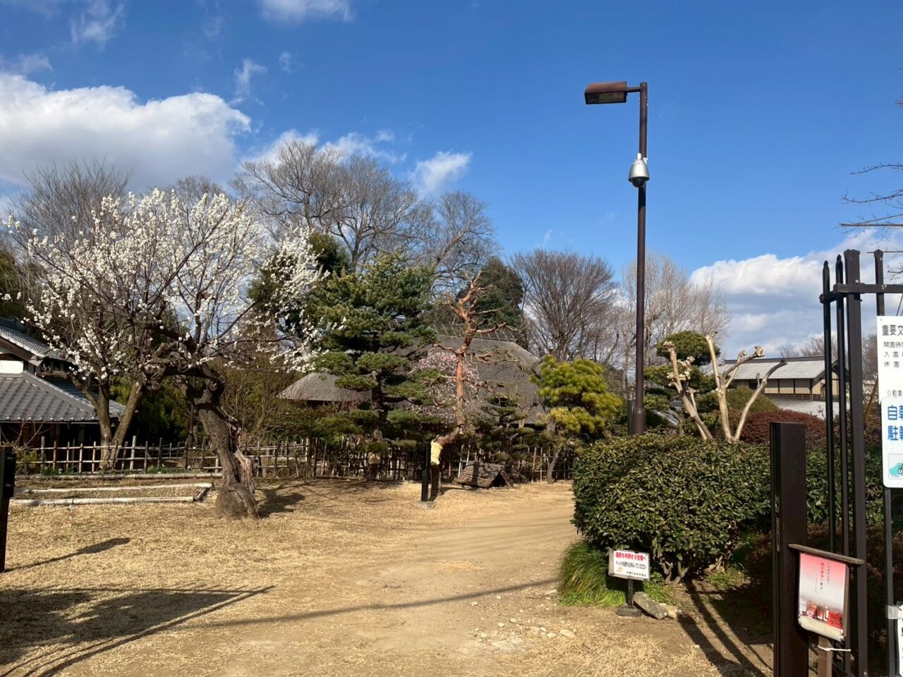 朝霞市根岸台にある国指定重要文化財の旧高橋家住宅の梅の花
