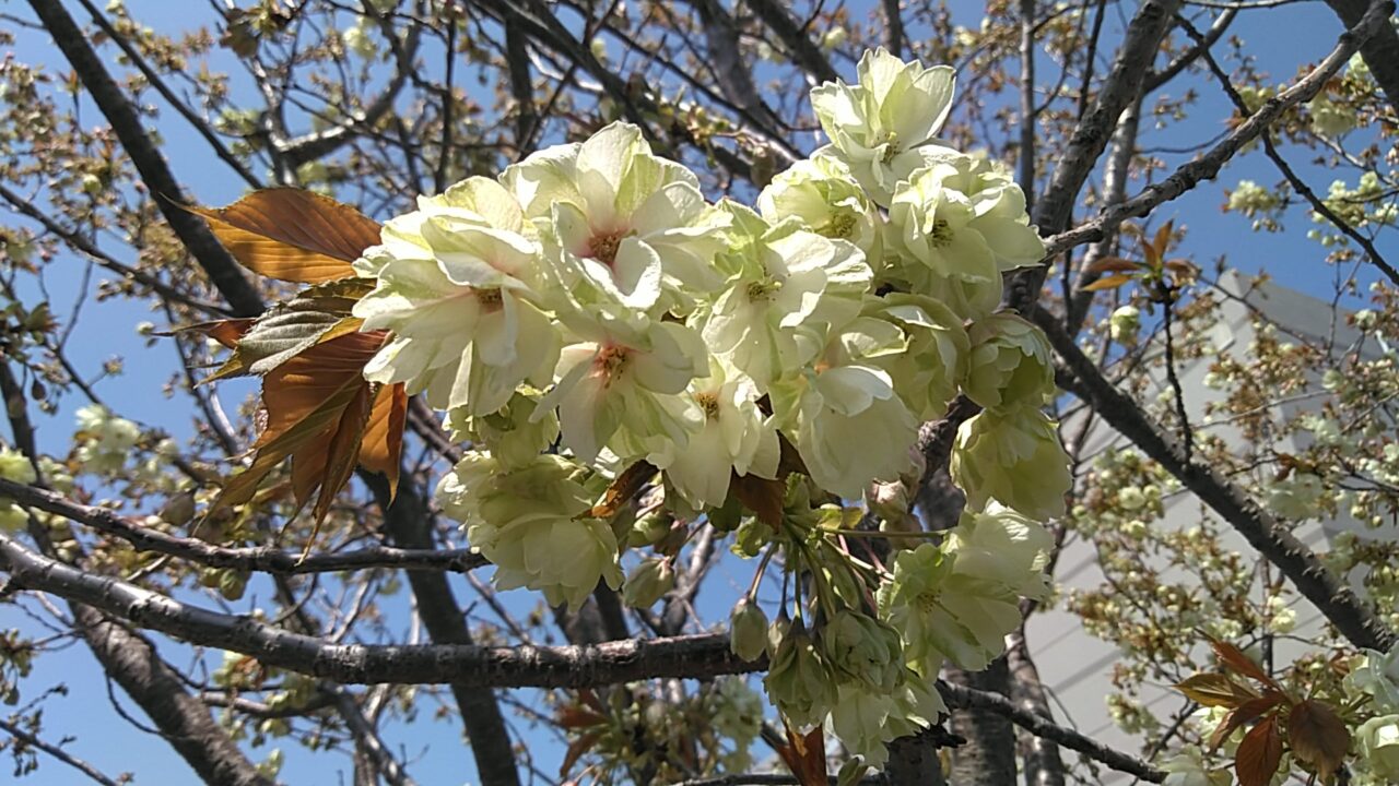 和光市広沢、サンアゼリア駐車場横の仁科蔵王