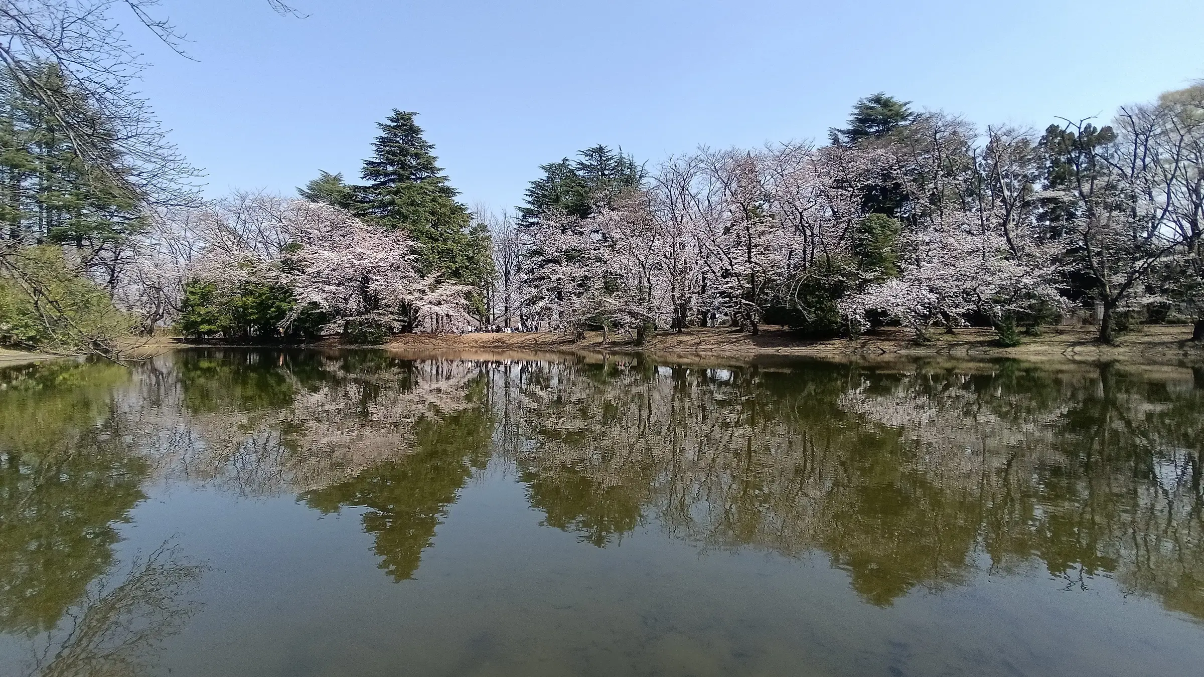 陸上自衛隊朝霞駐屯地内の桜の様子