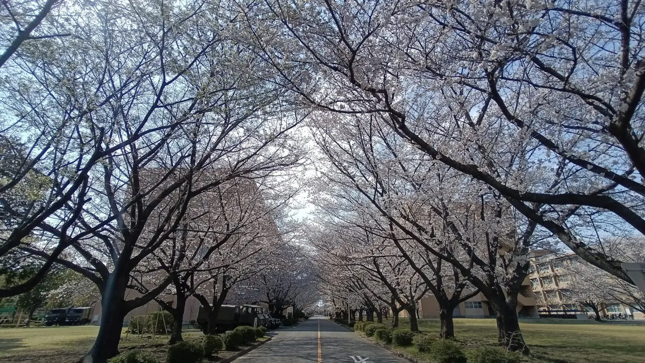 陸上自衛隊朝霞駐屯地内の桜の様子