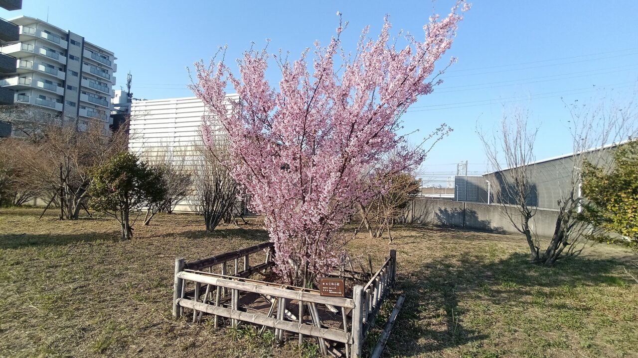 和光市丸山台ニホニウム通りに植えられている理化学研究所が改良に携わった仁科小町