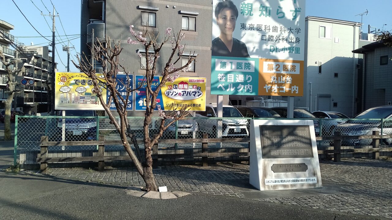 和光市丸山台ニホニウム通りポケットパーク植えられている理化学研究所が改良に携わった仁科春果