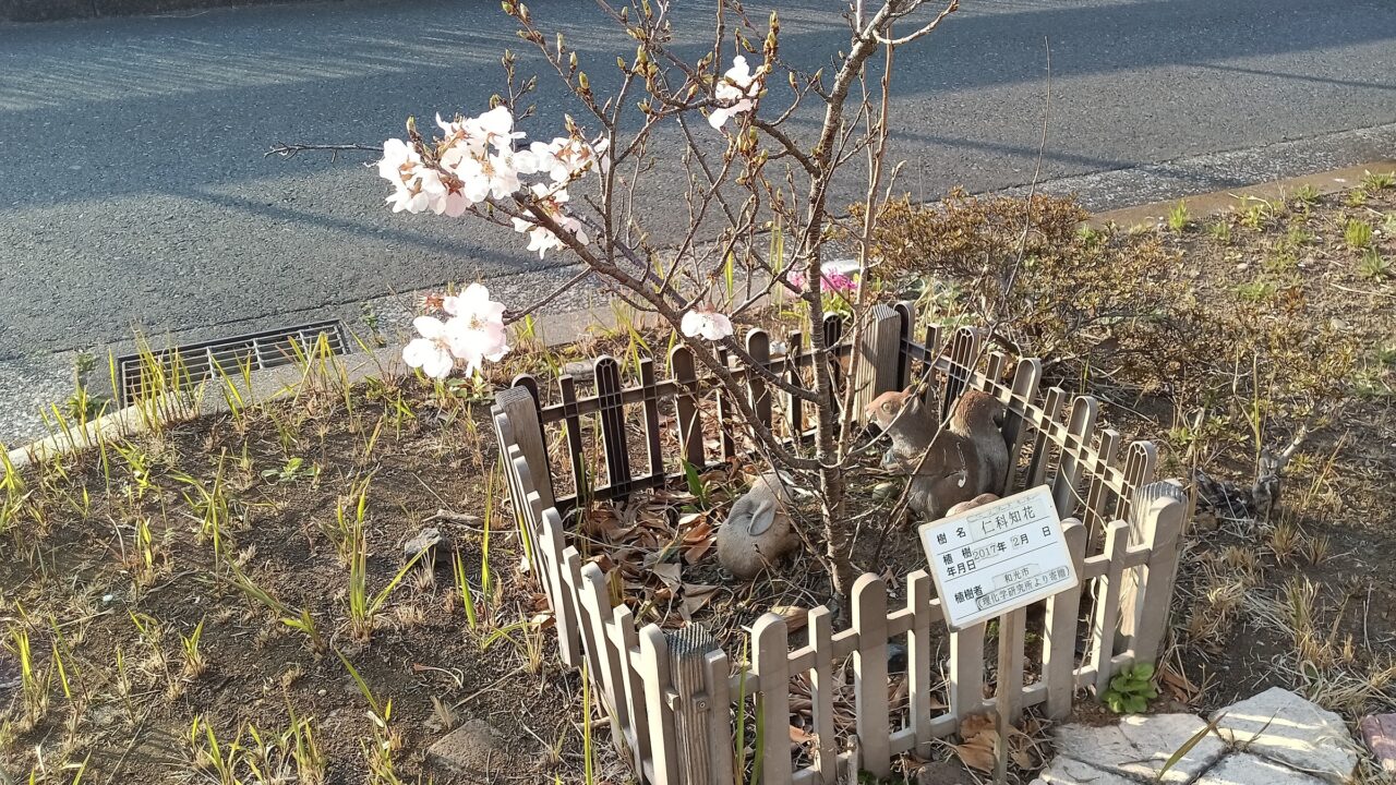 和光市ニホニウム通り原子番号49インジウムのプレート付近にある理化学研究所が改良に携わった仁科知花