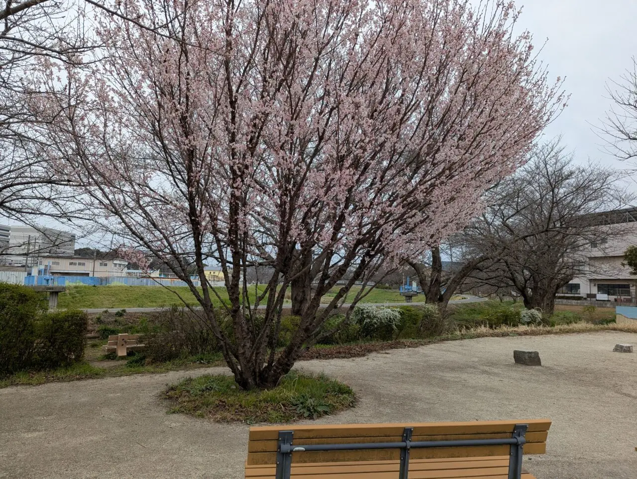 黒目川沿いの桜（ベンチ横）