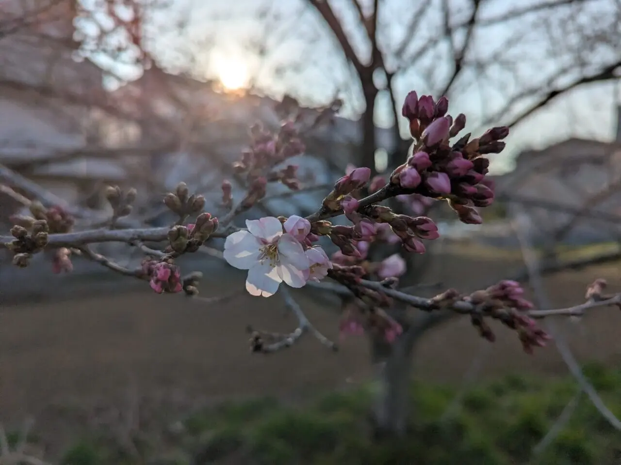 朝霞市を流れる黒目川の土手沿いに咲いていた桜