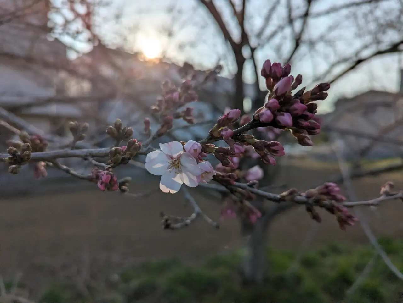 朝霞市を流れる黒目川の土手沿いに咲いていた桜