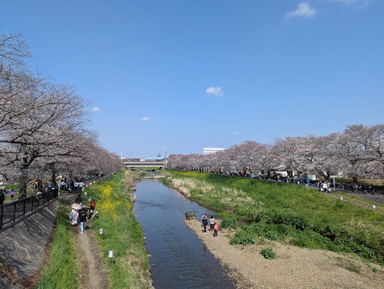 朝霞市を流れる黒目川