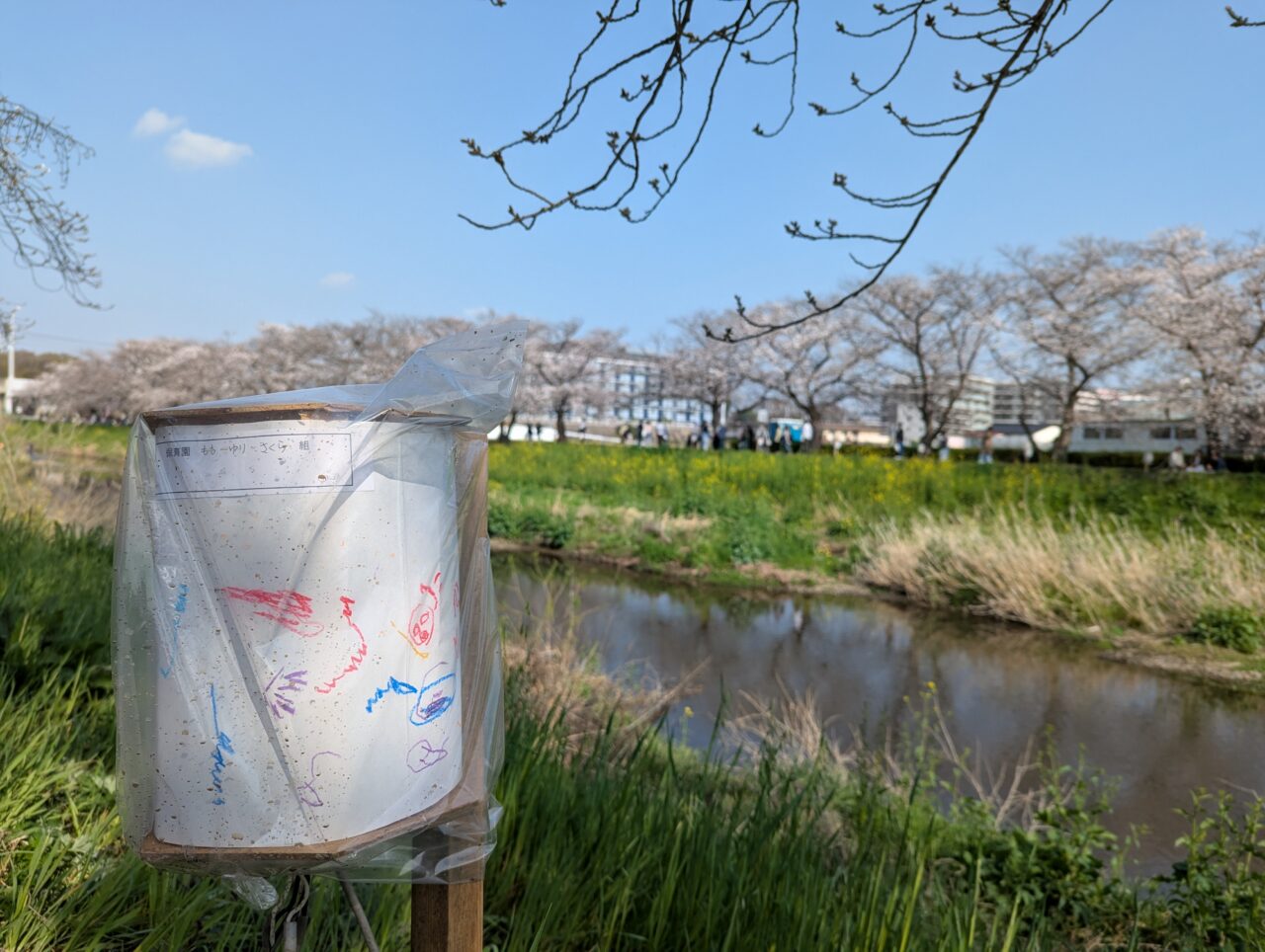 朝霞市内を流れる黒目川花まつりの様子
