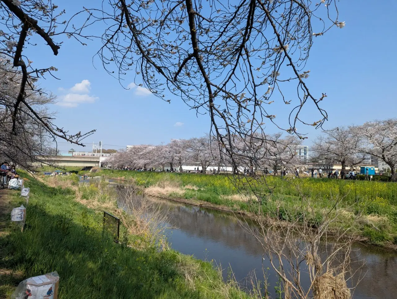 朝霞市を流れる黒目川