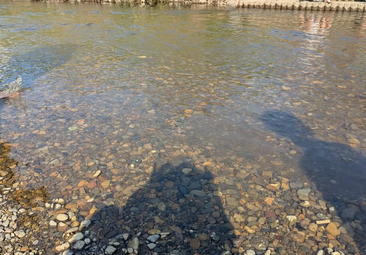 朝霞市を流れる黒目川の水面