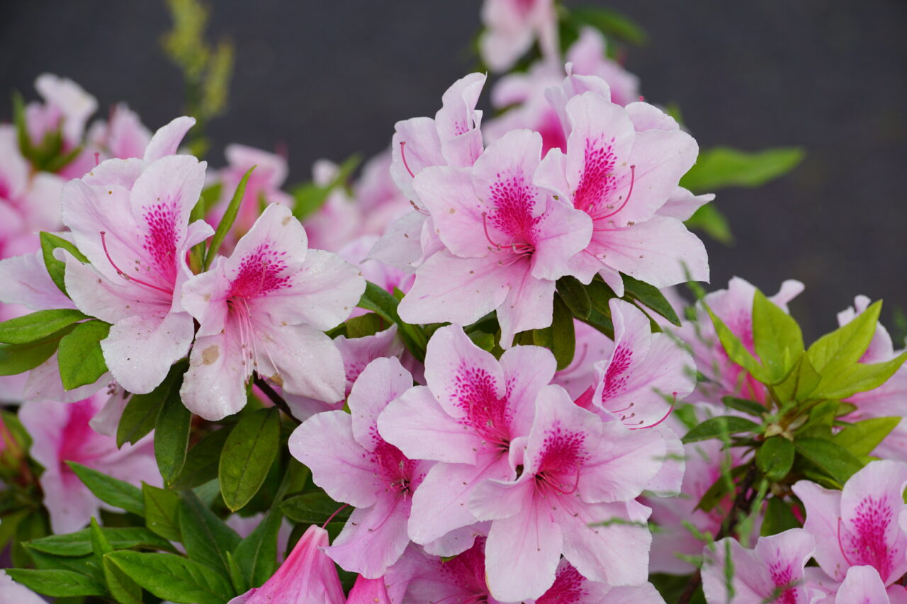 つつじの花
