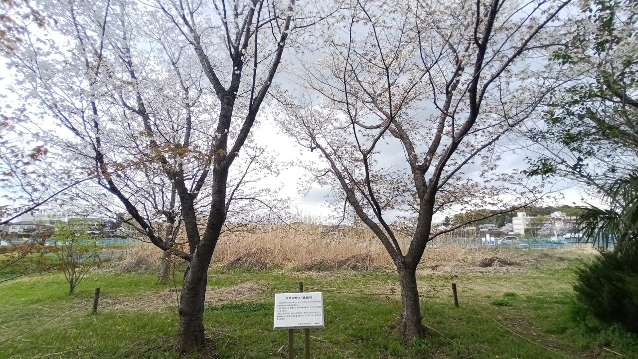 朝霞市浜崎わくわくふれあい花壇にある黒目川という品種の桜
