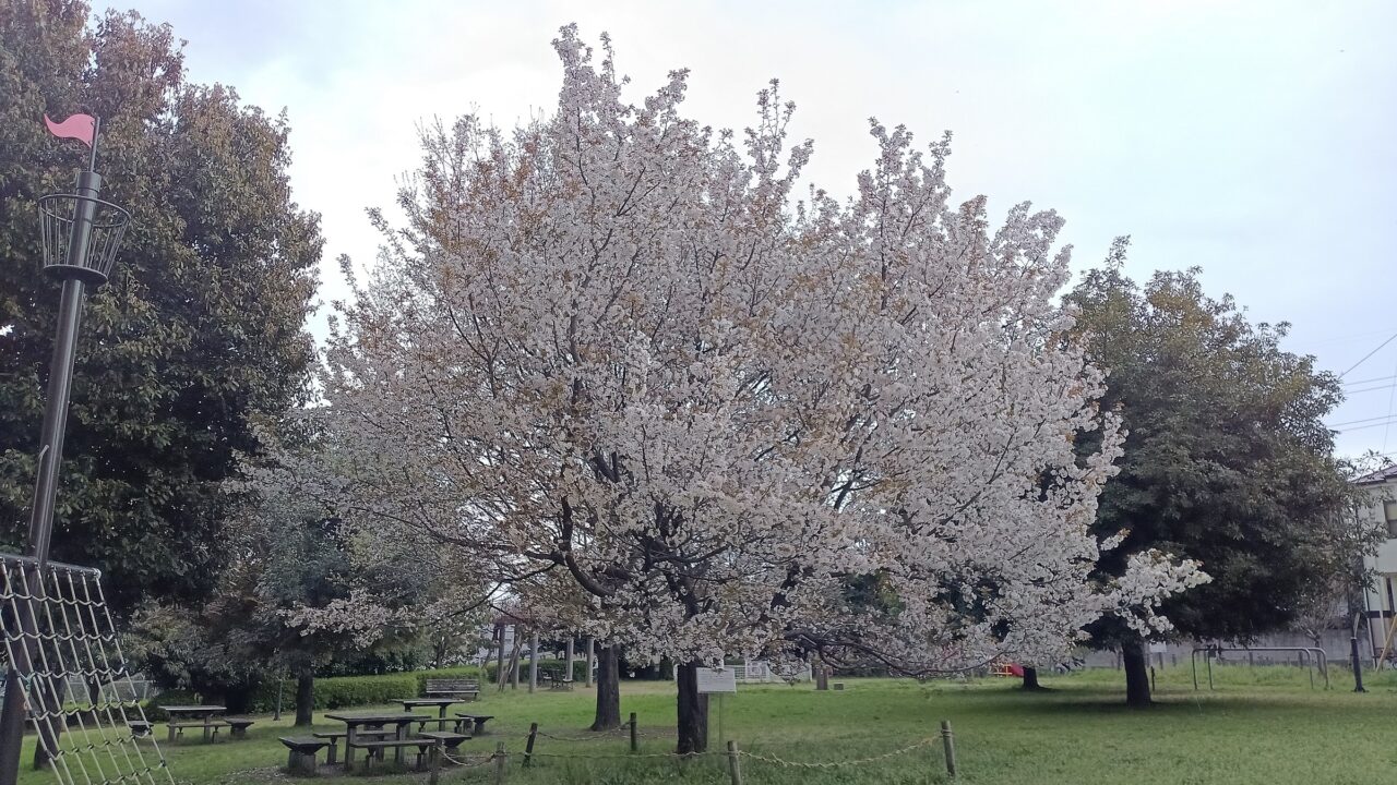 朝霞市根岸台の根岸台自然公園にあるダイノヤマシロという品種の桜