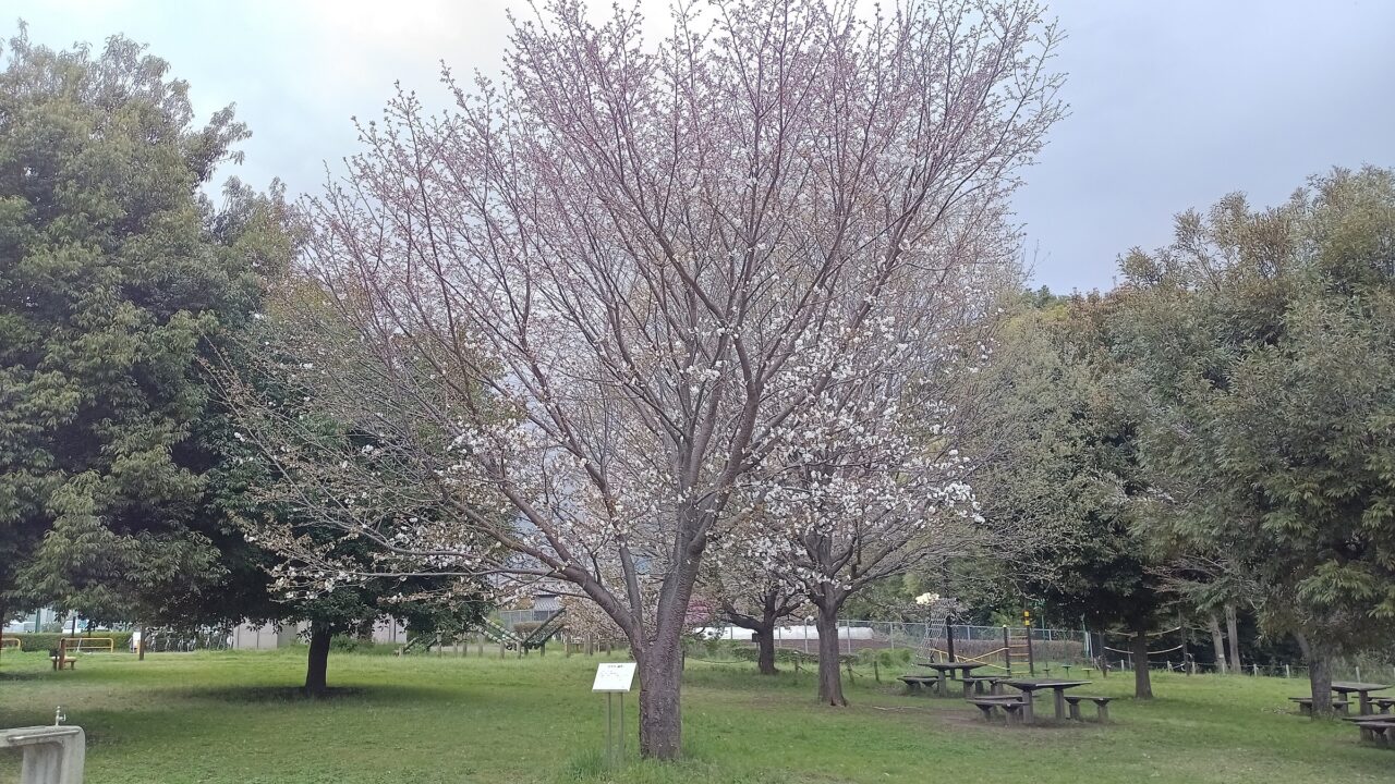 朝霞市根岸台の根岸台自然公園にあるゴウドという品種の桜