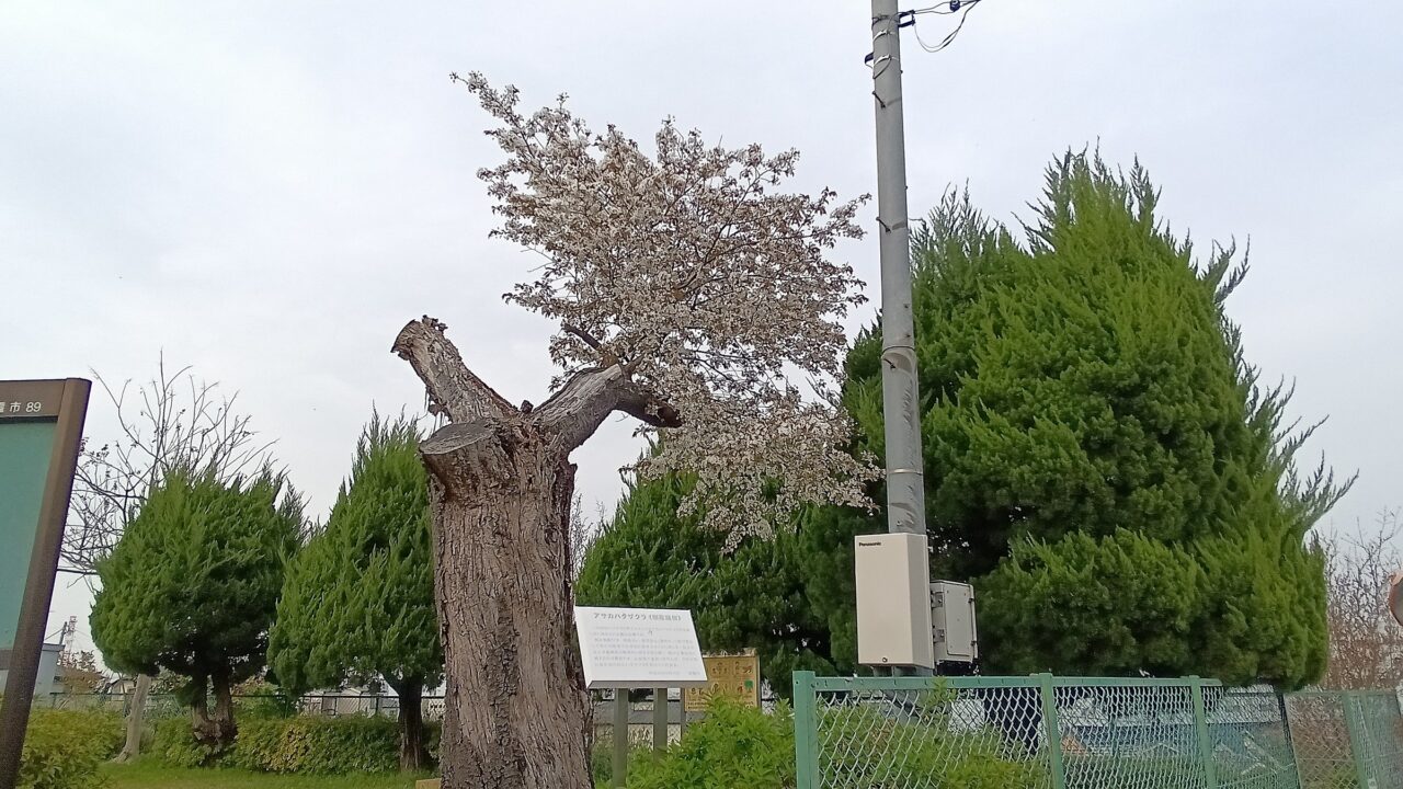 朝霞市根岸台、郷戸児童遊園地に植えられてる朝霞旗桜