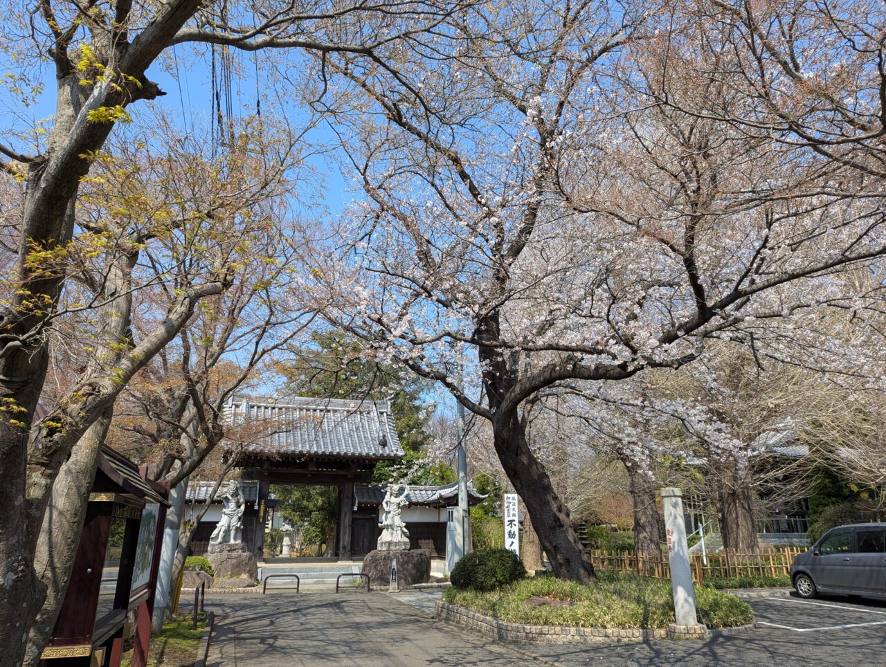 朝霞市岡にある東圓寺の桜の様子