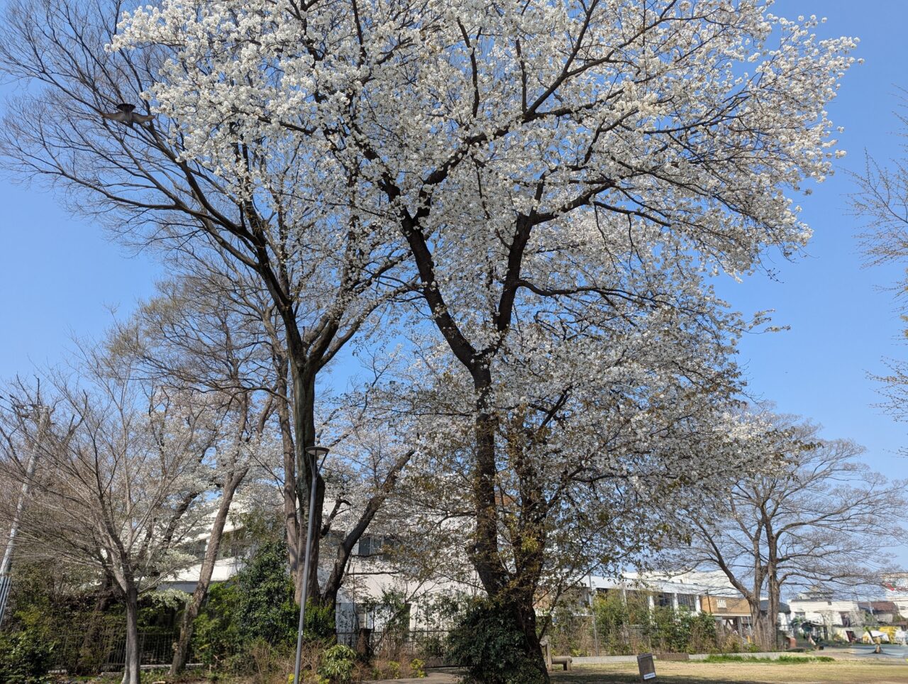朝霞市役所及び隣接するシンボルロードの桜