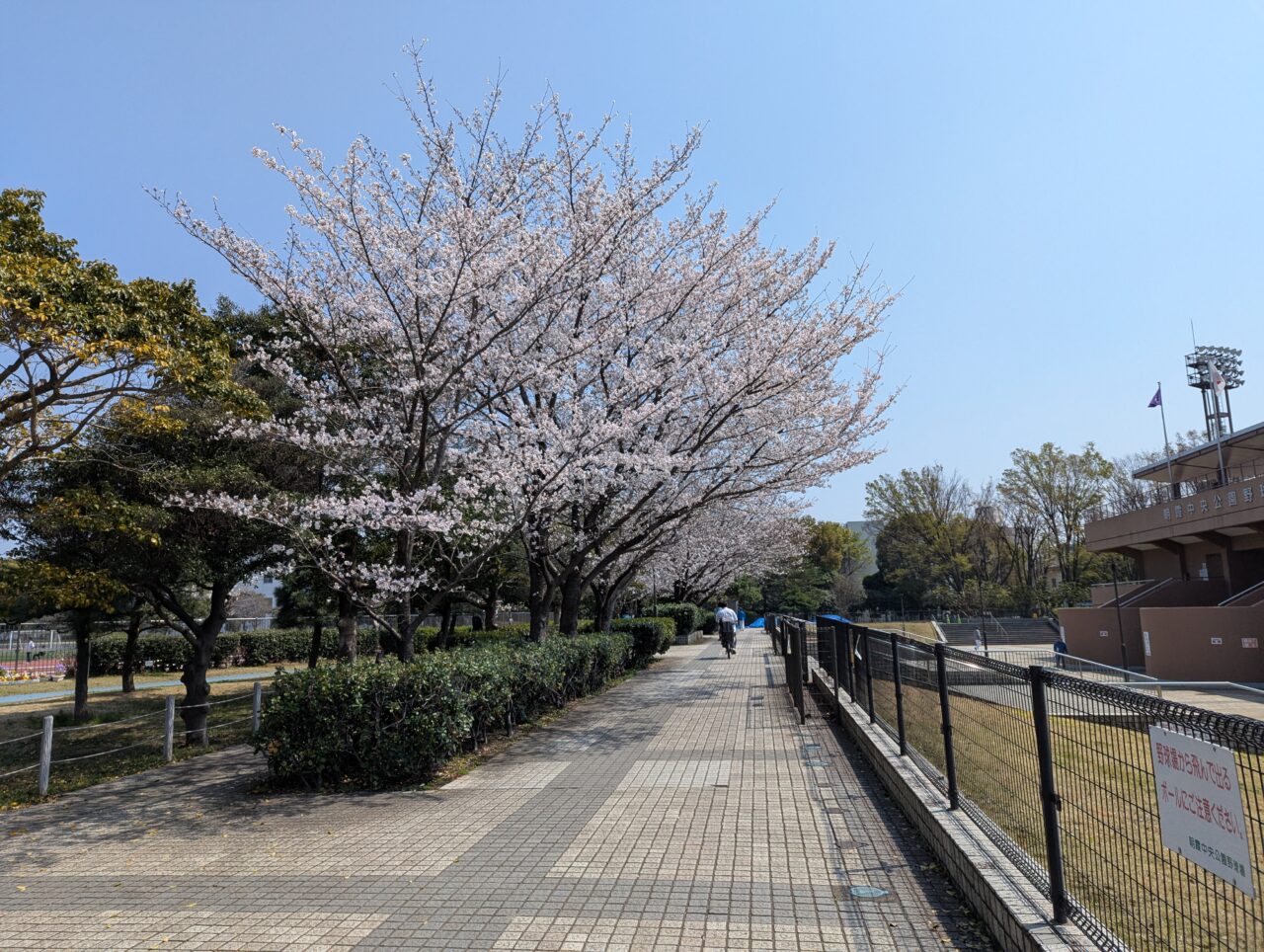 朝霞市青葉台にある朝霞中央公園陸上競技場横の桜