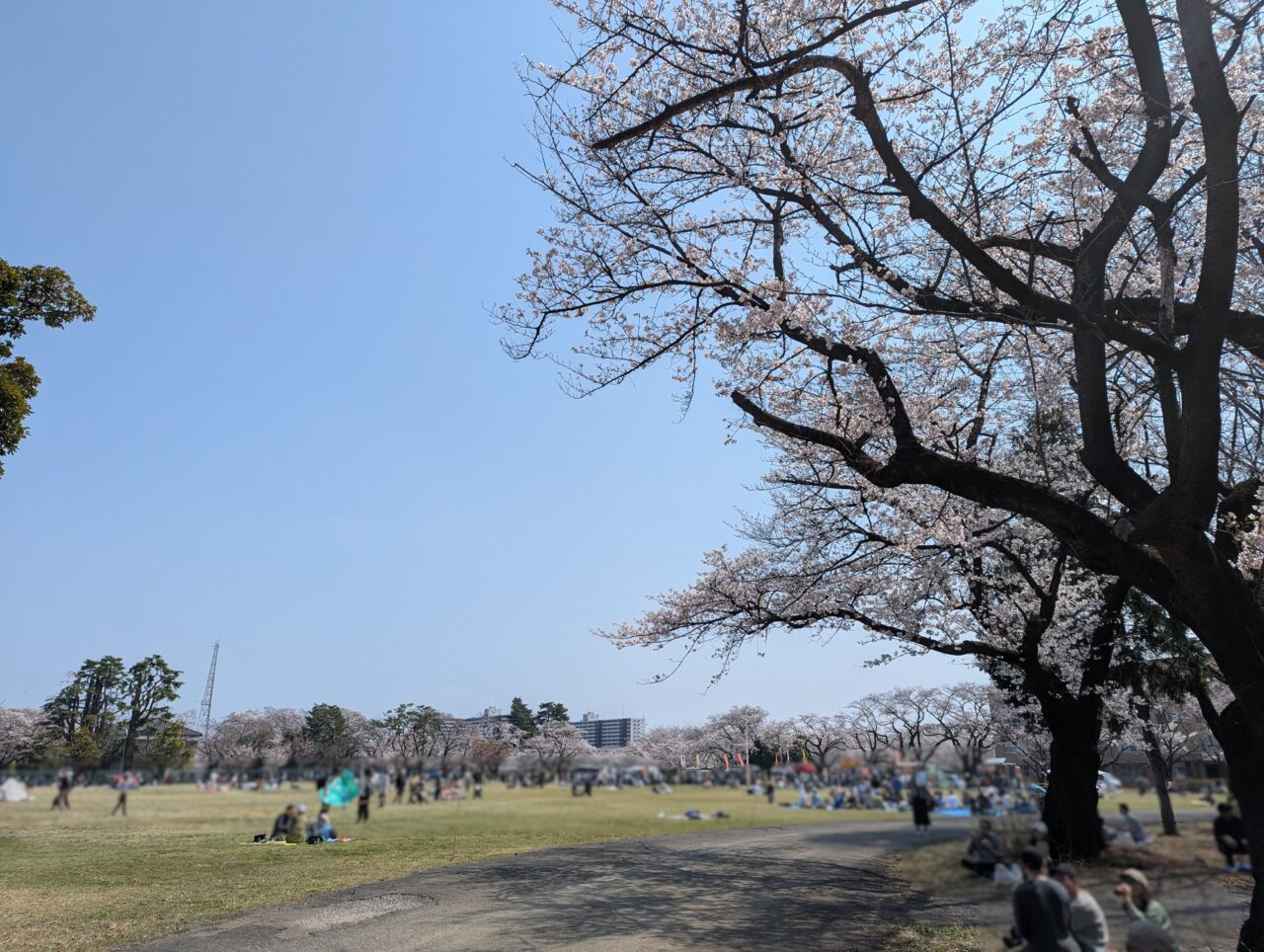 陸上自衛隊朝霞駐屯地の桜の様子