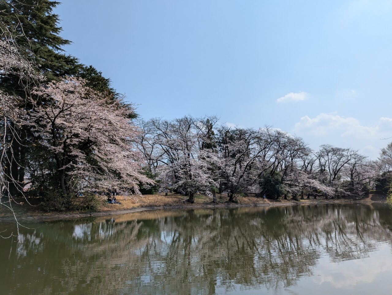 陸上自衛隊朝霞駐屯地の桜の様子