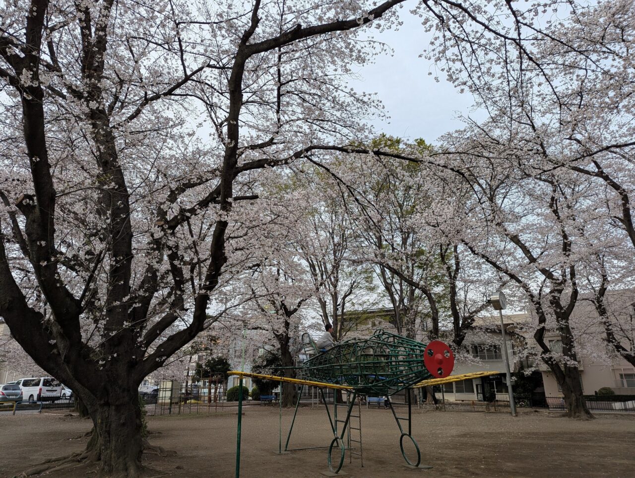 朝霞市西弁財にある南割公園の桜の様子