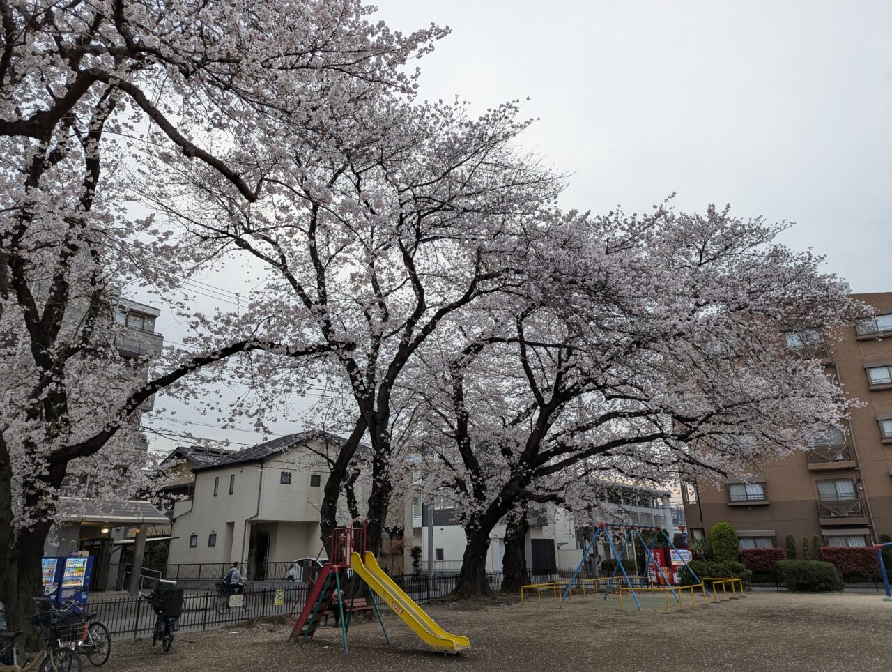 朝霞市西原にある北割公園の桜の様子