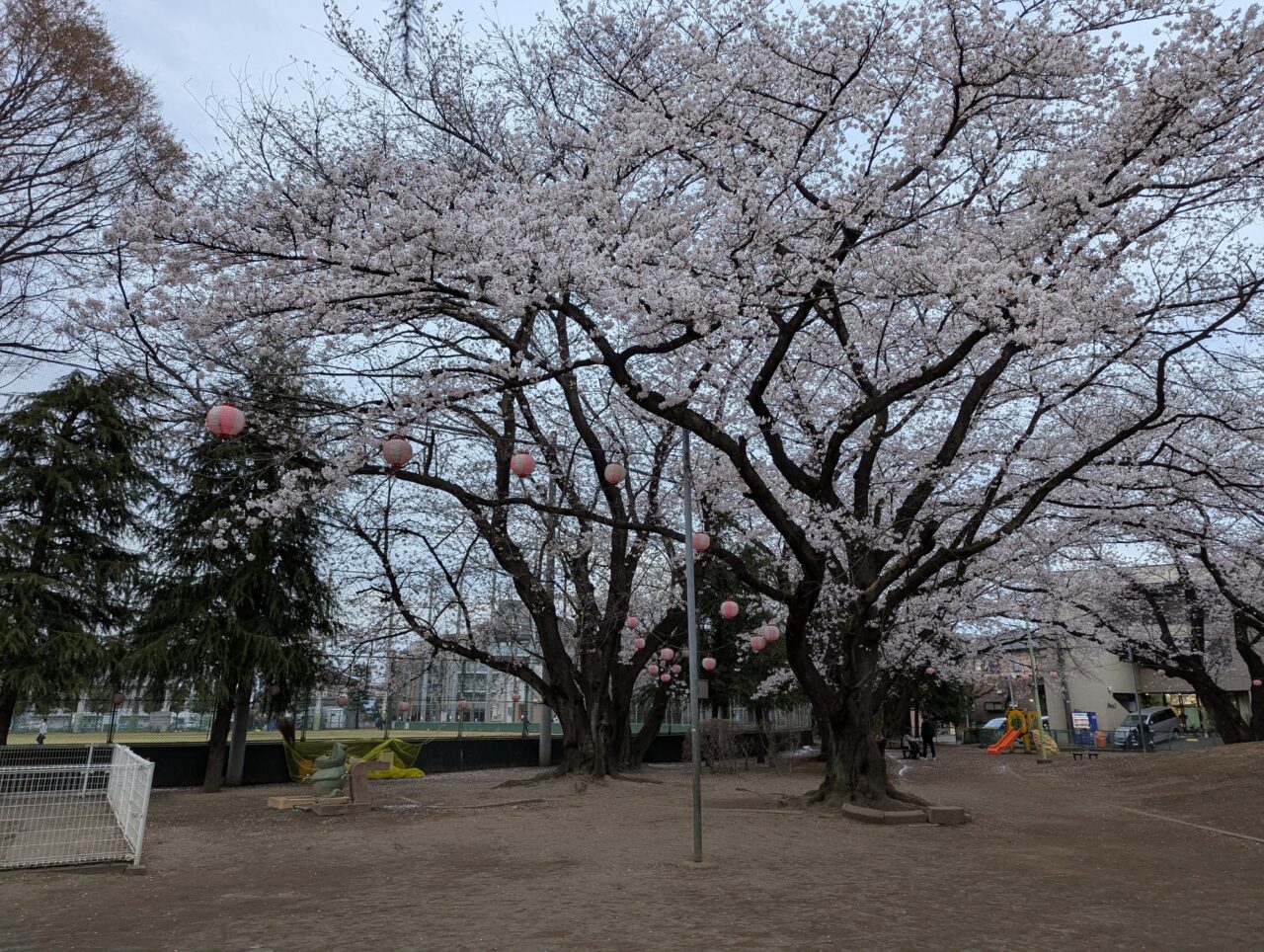 朝霞市西原にある北朝霞公園の桜の様子