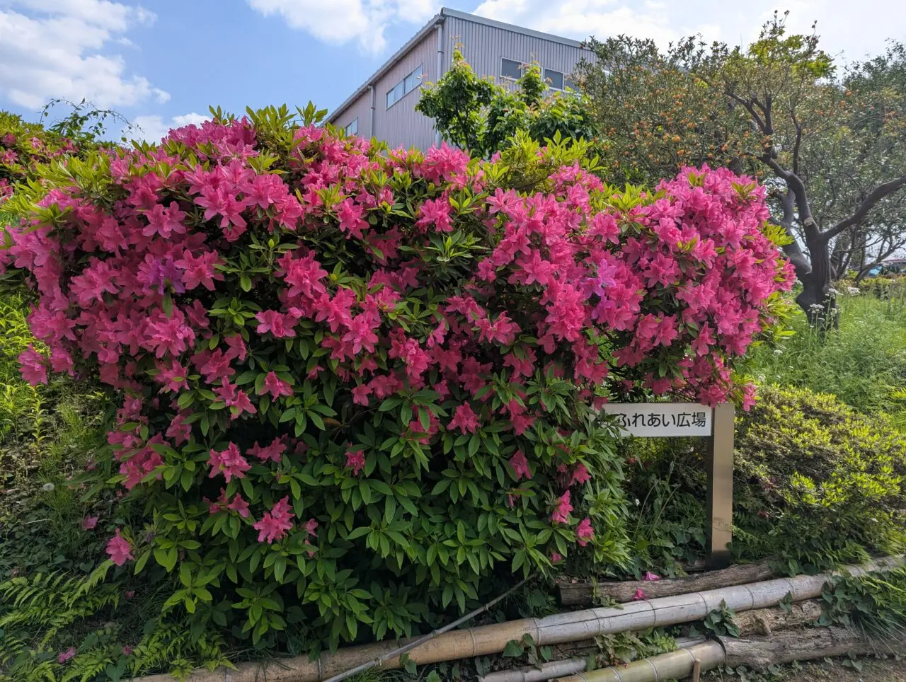 朝霞市根岸台にある旧高橋家住宅のつつじの様子