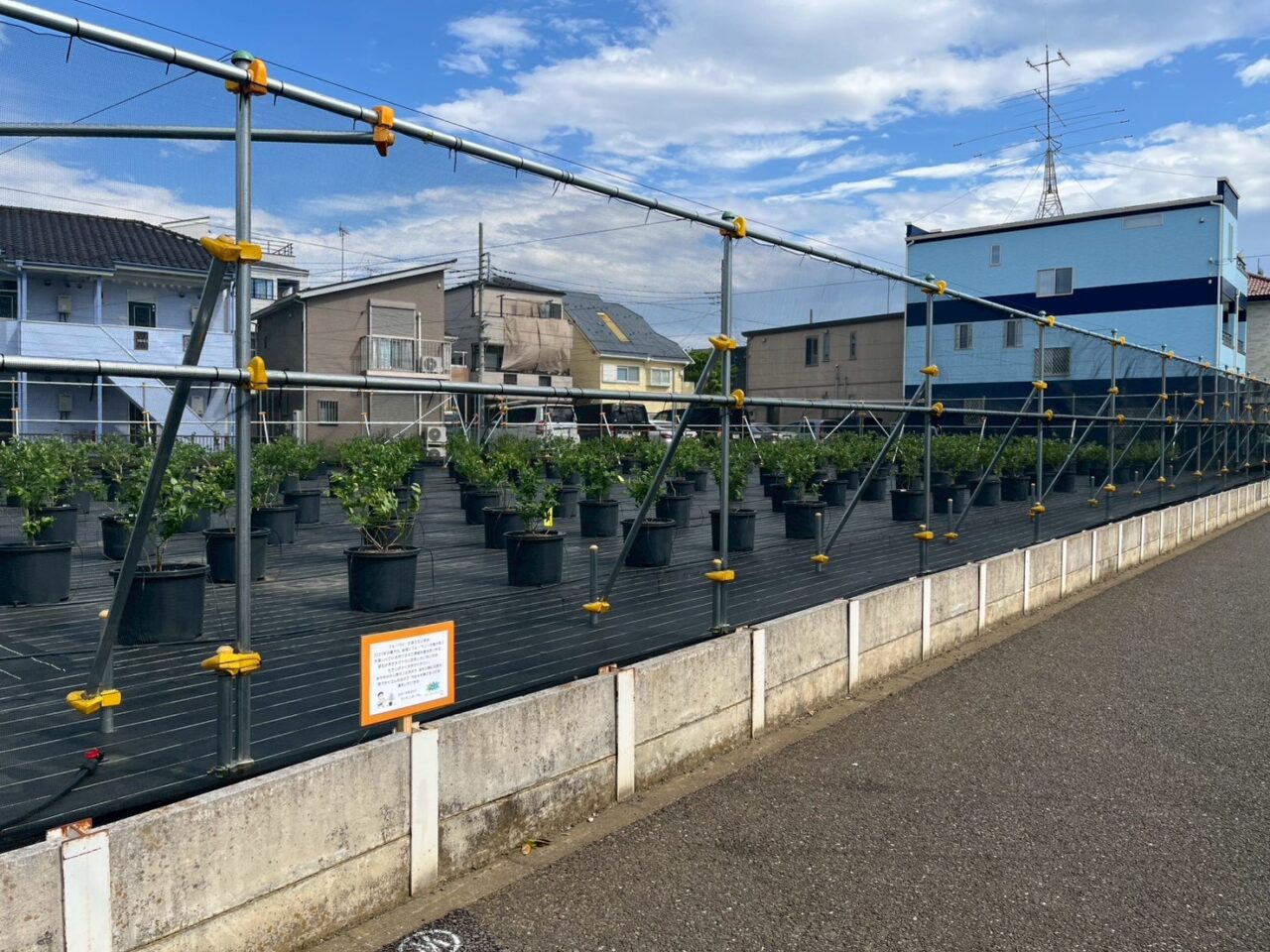 朝霞市根岸台に準備中のブルーベリー農園