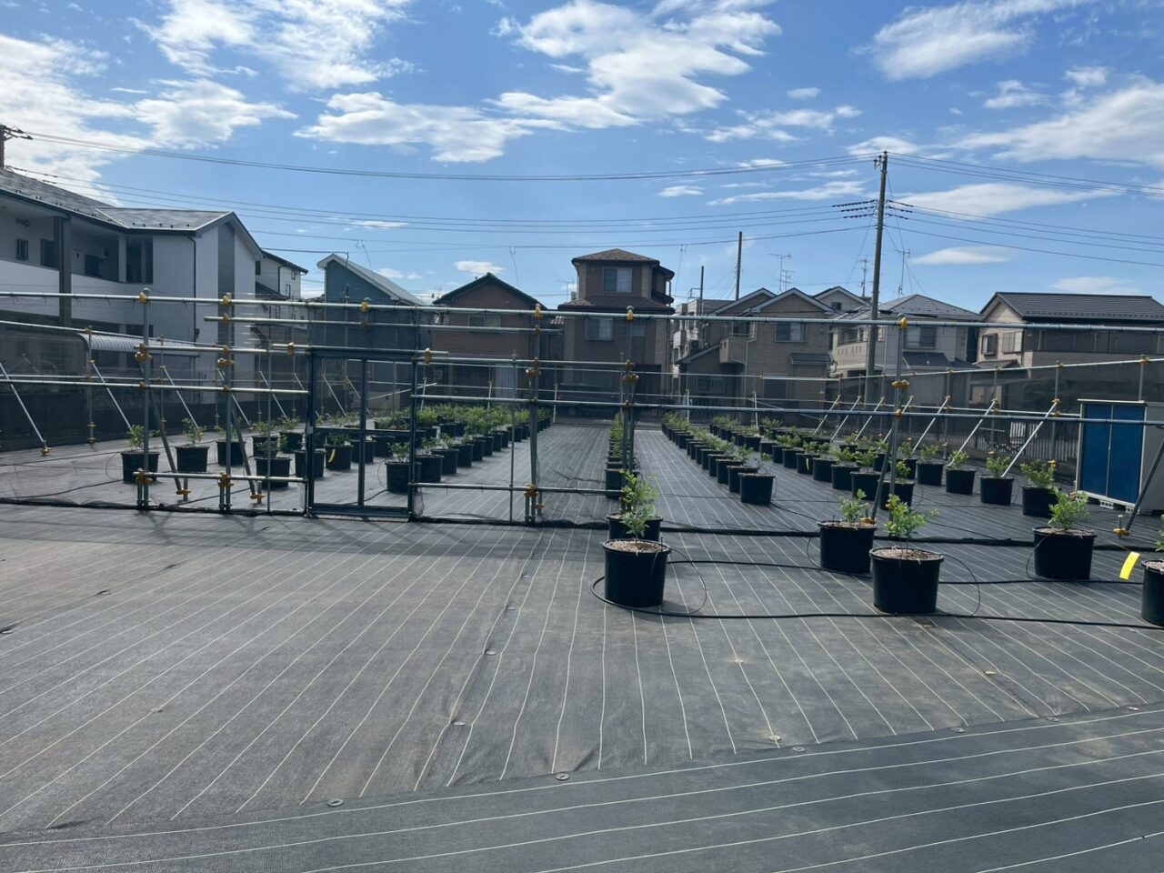 朝霞市根岸台で準備中のブルーベリー農園