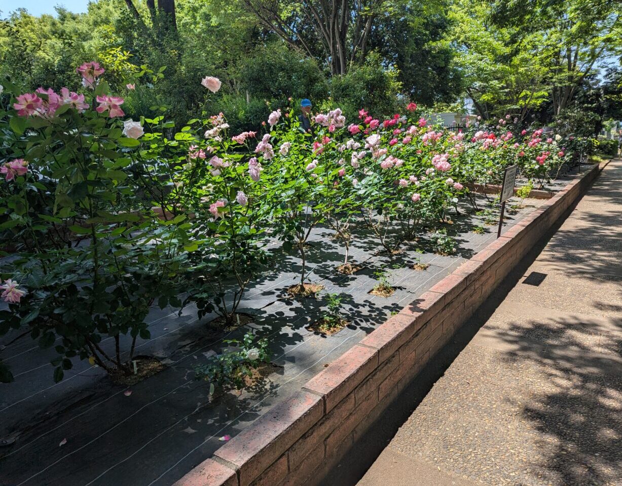 朝霞市の青葉台公園のテニスコート横に植えられているバラ