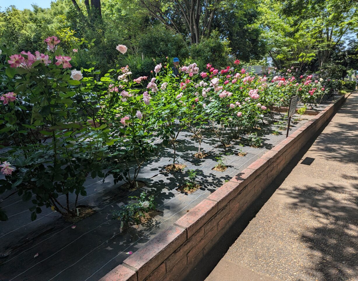 朝霞市の青葉台公園のテニスコート横に植えられているバラ