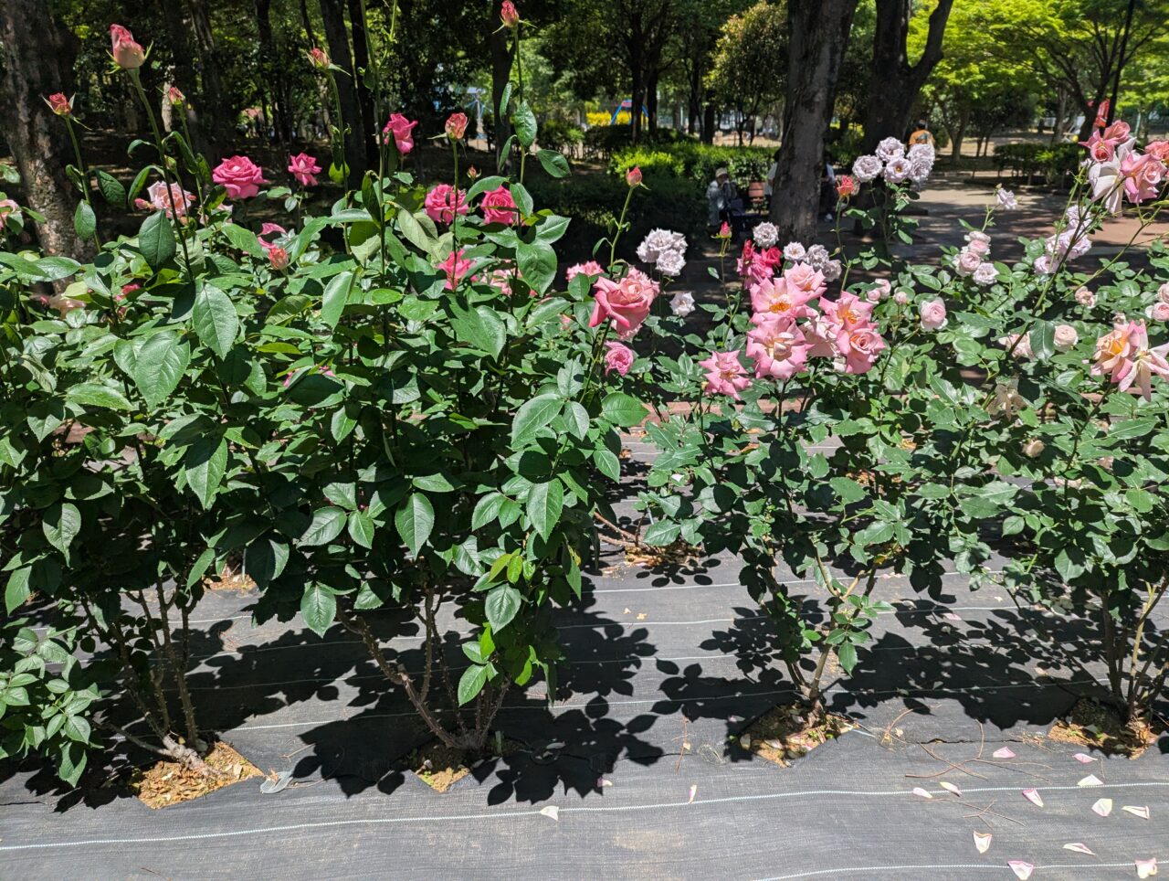 朝霞市の青葉台公園のテニスコート横に植えられているバラ